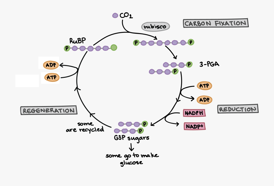 The Calvin Photosynthesis - Simplified Calvin Benson Cycle Diagram, Transparent Clipart