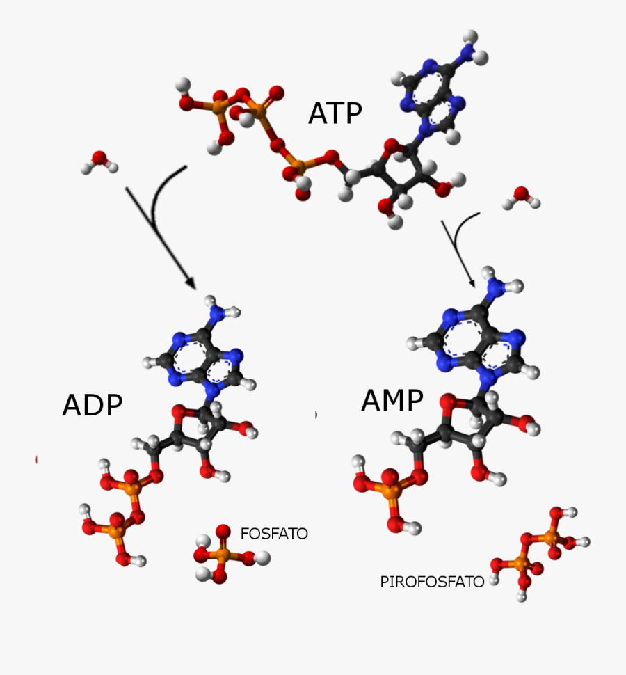 Transparent Amp Png - Atp Amp And Adp, Transparent Clipart