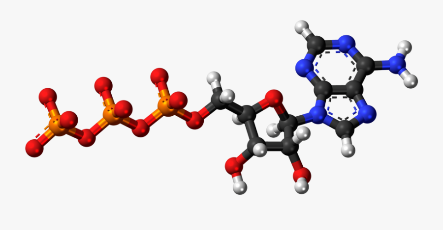 Adenosine Triphosphate Analysis Service - Adenosine Triphosphate 3d Model, Transparent Clipart