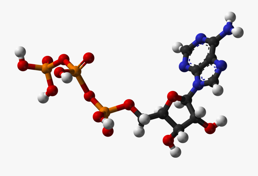 Atp 3d Balls - Glucose Converted Into Energy, Transparent Clipart