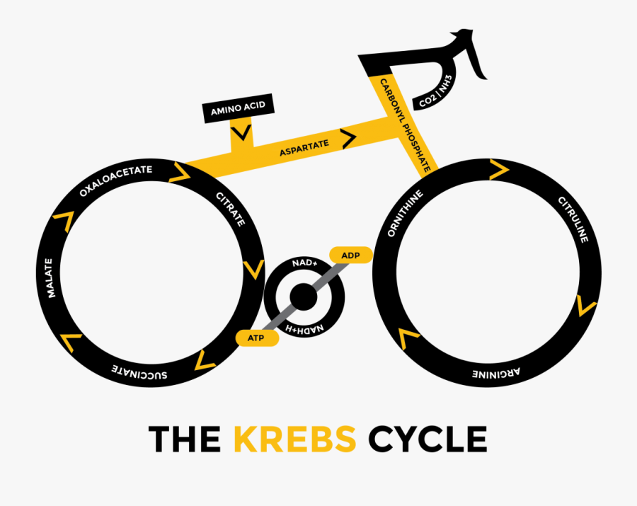 Cycle, Kill Cancer With Oxygen And Ketogenic Diet Health - Citric Acid Cycle Meme, Transparent Clipart