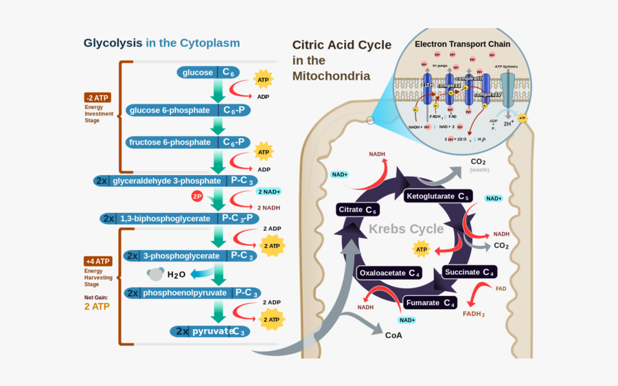 Transparent Cellular Respiration Clipart - Coenzyme A In Glycolysis, Transparent Clipart