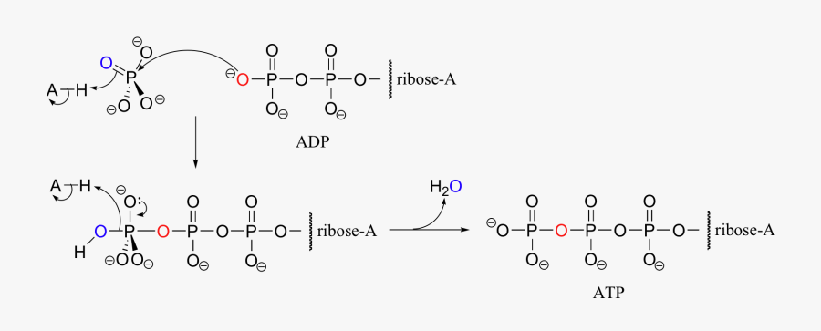Despite The Apparent Simplicity Of The Chemistry Going - Adp To Atp Mechanism, Transparent Clipart