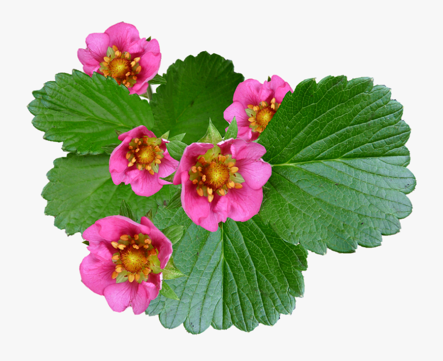 Transparent Gryphon Clipart - Lantana, Transparent Clipart