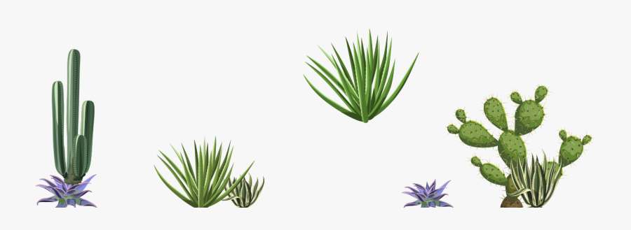 Agave, Transparent Clipart
