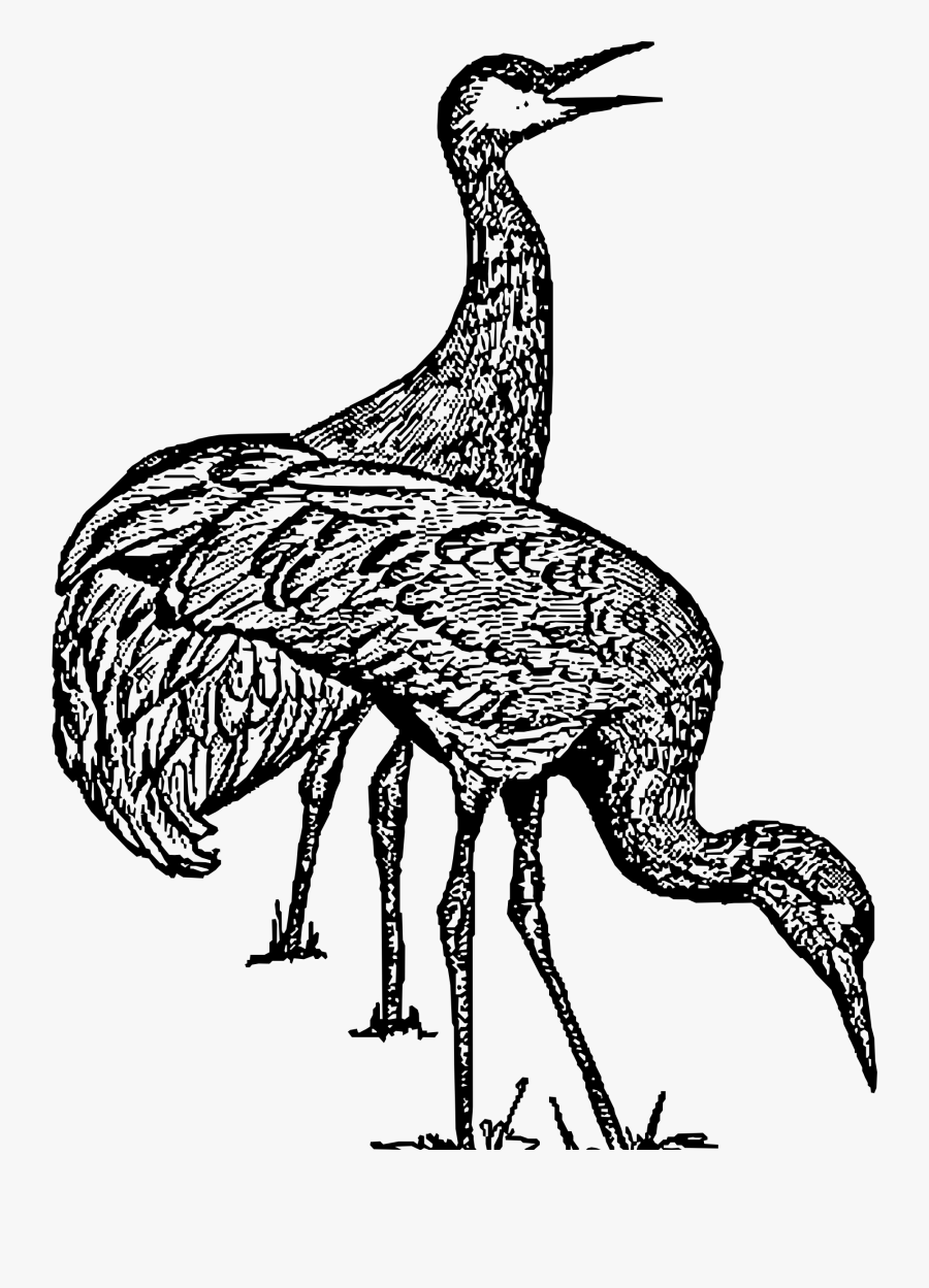 Sandhill Crane Clip Arts - Sandhill Crane Clipart Black And White, Transparent Clipart