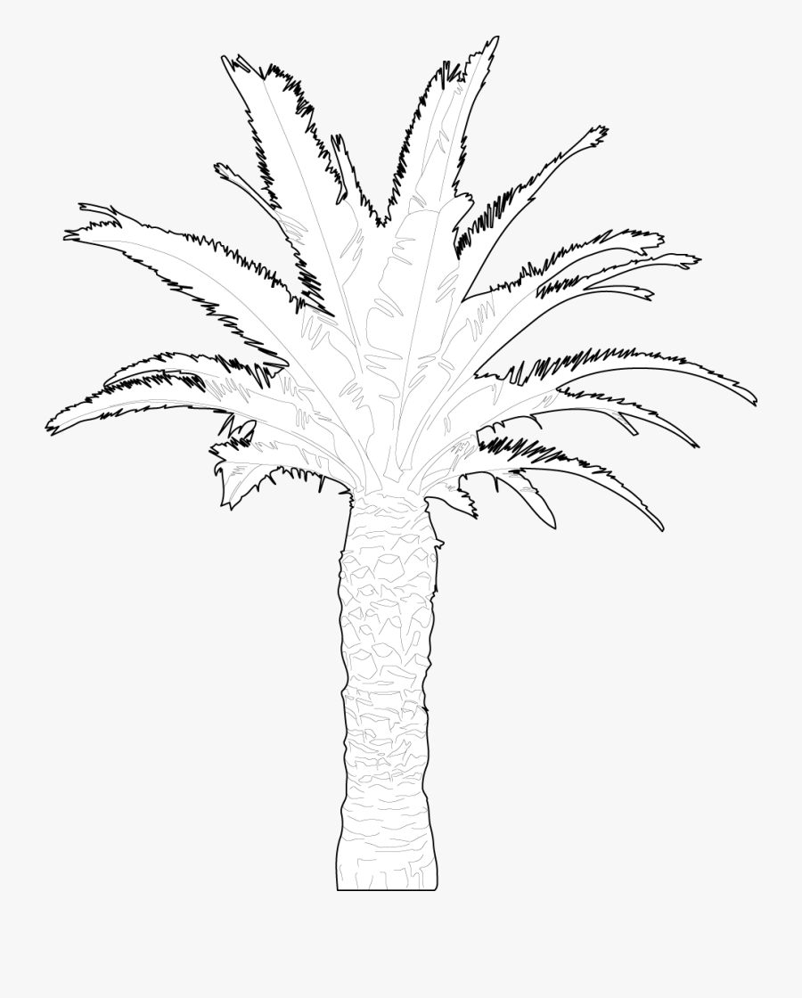 Palm Tree, Transparent Clipart
