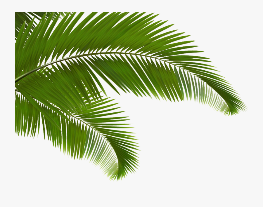 Palm Plant, Transparent Clipart