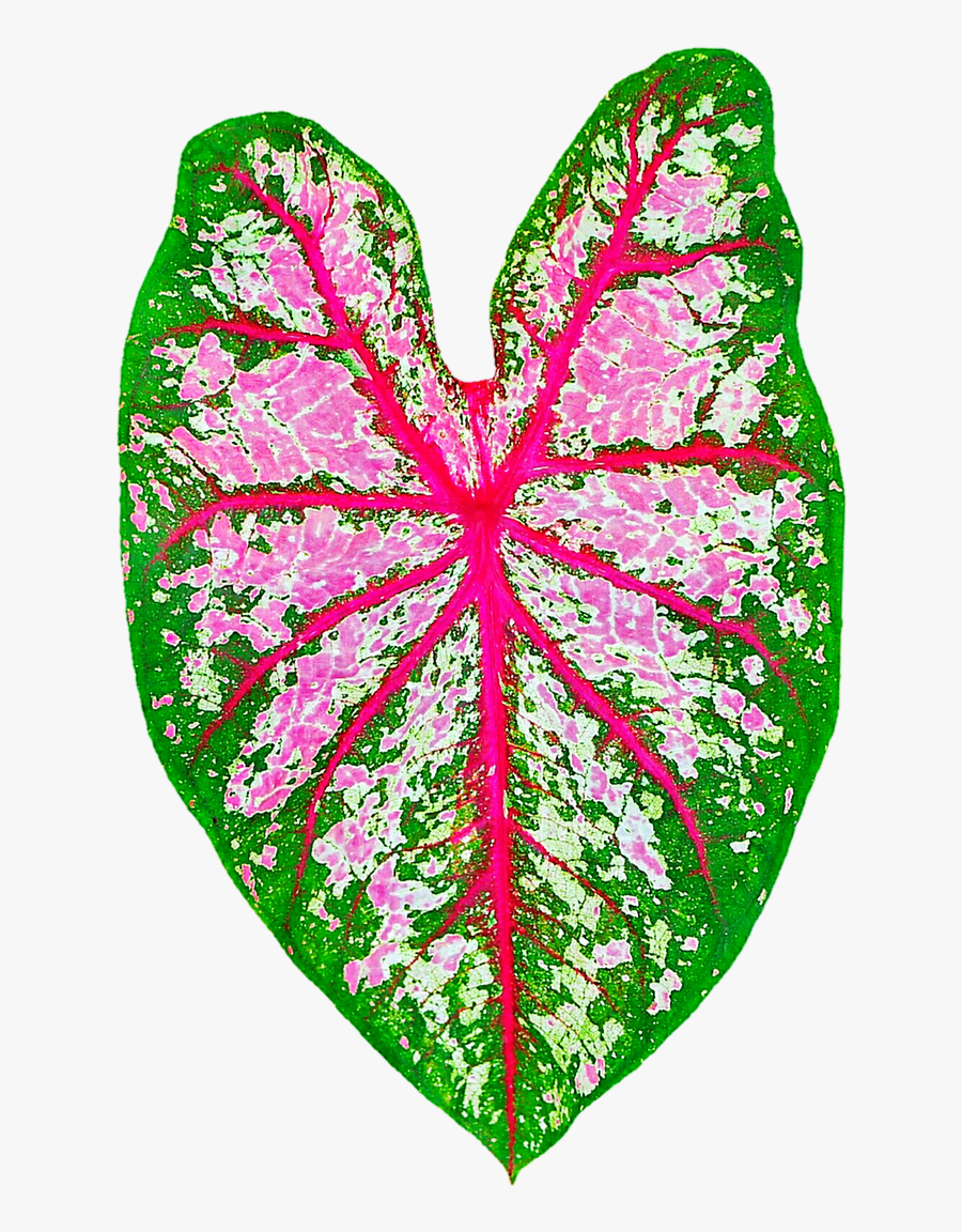 730 X 1095 Color Elephant Ears Plant , Free Transparent Clipart