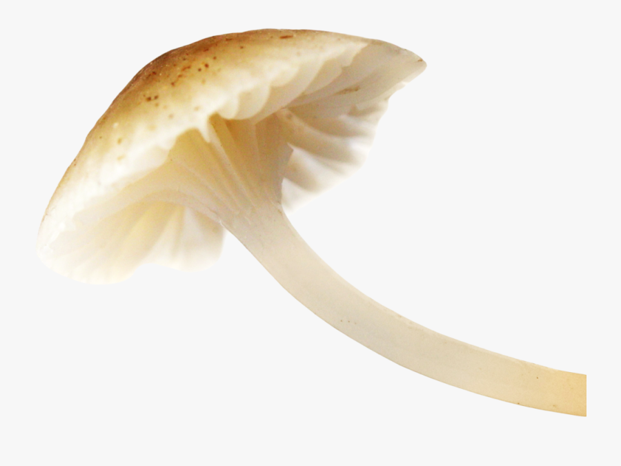 Mushroom Png, Transparent Clipart