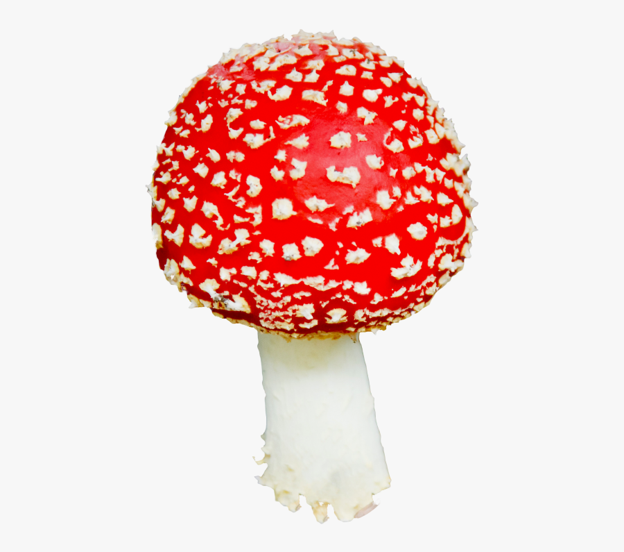 Mushroom Png, Transparent Clipart