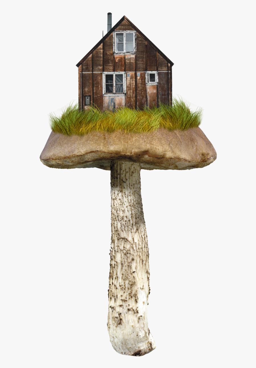 Image - Transparent Background Mushroom Transparent, Transparent Clipart