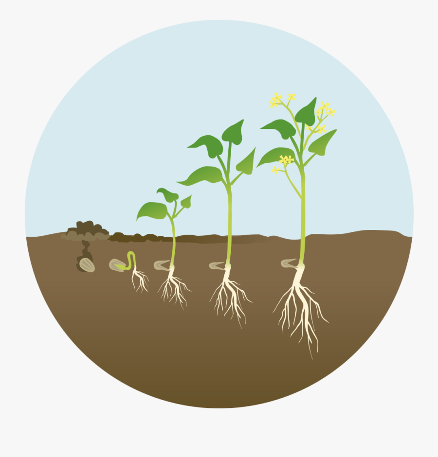 Dynamics Of Biblical Change, Transparent Clipart