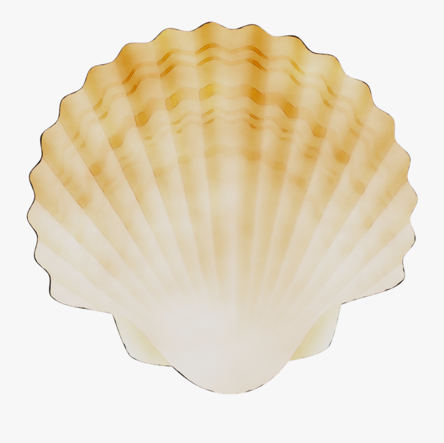 Cockle Conchology Scallops - Cockle, Transparent Clipart
