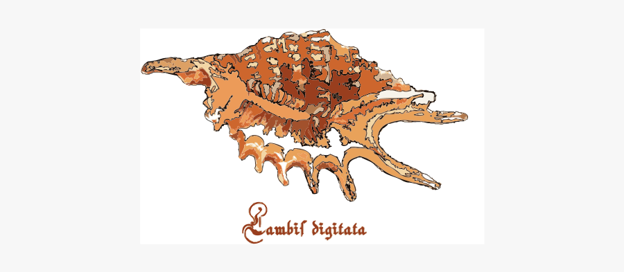 Illustration, Transparent Clipart