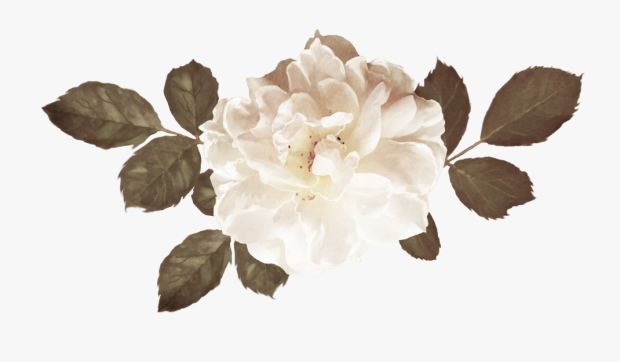 Flowers Brown Png Vector, Transparent Clipart