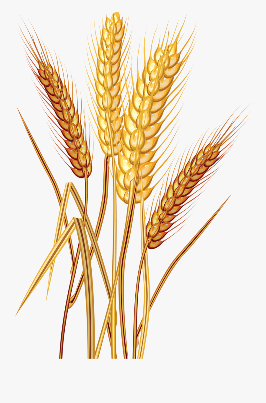 A F C - Grain Wheat Clip Art, Transparent Clipart