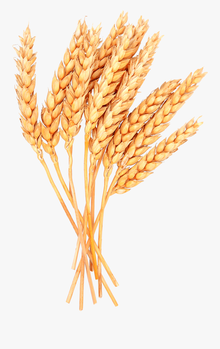 Grains Clipart Wheat Bunch, Transparent Clipart