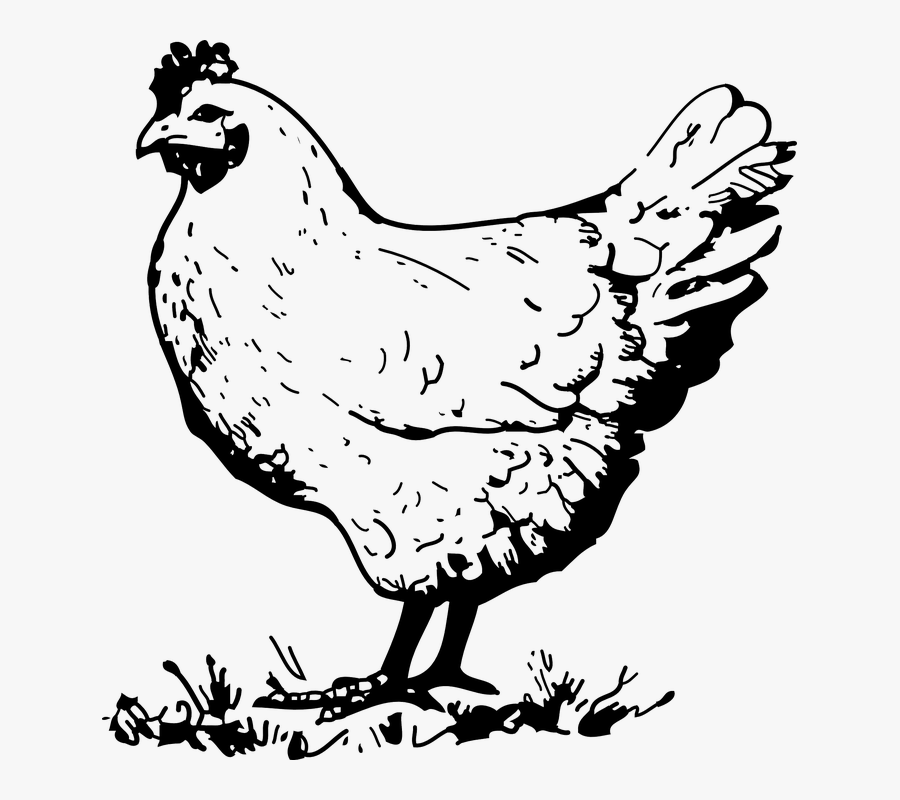 Chicken Clip Art Black And White, Transparent Clipart