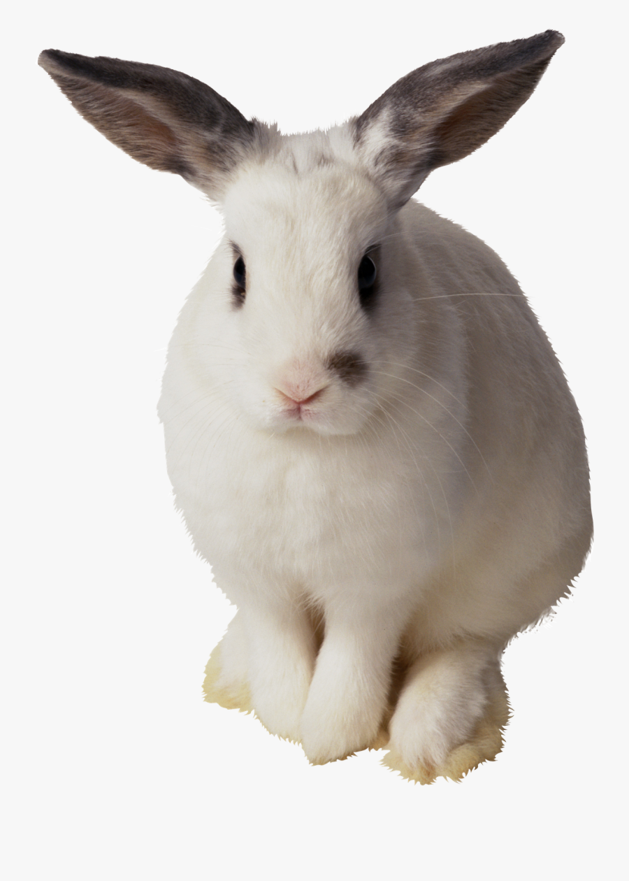 Transparent Background Rabbit Transparent, Transparent Clipart