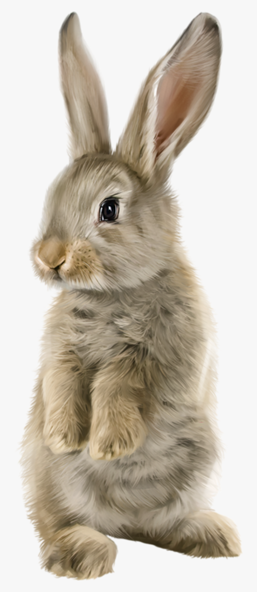 Lapin Rabbit, Transparent Clipart