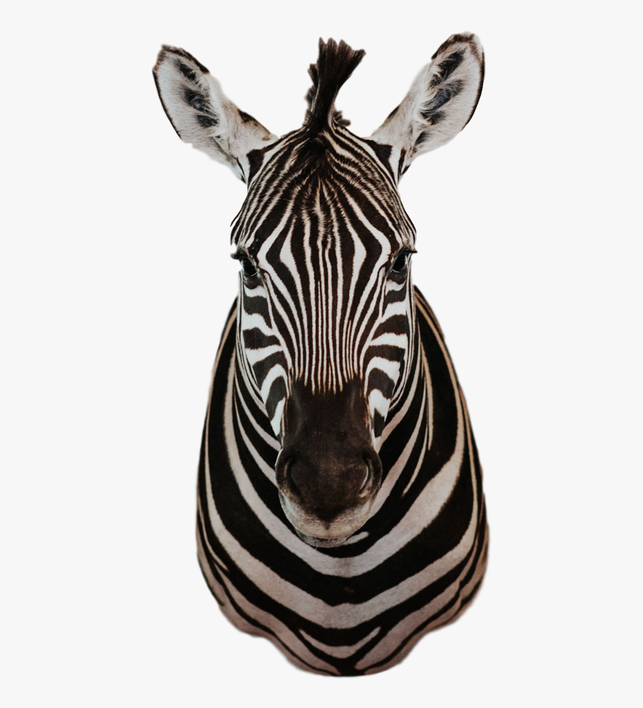 Trophy Room Collection - Trophy, Transparent Clipart