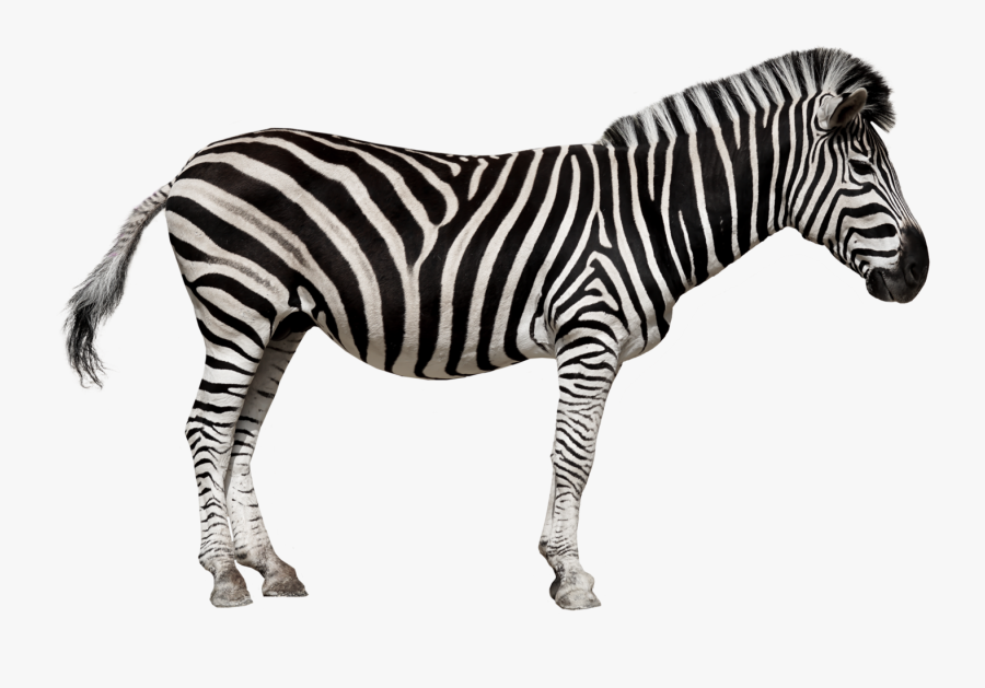 Zebra In French, Transparent Clipart