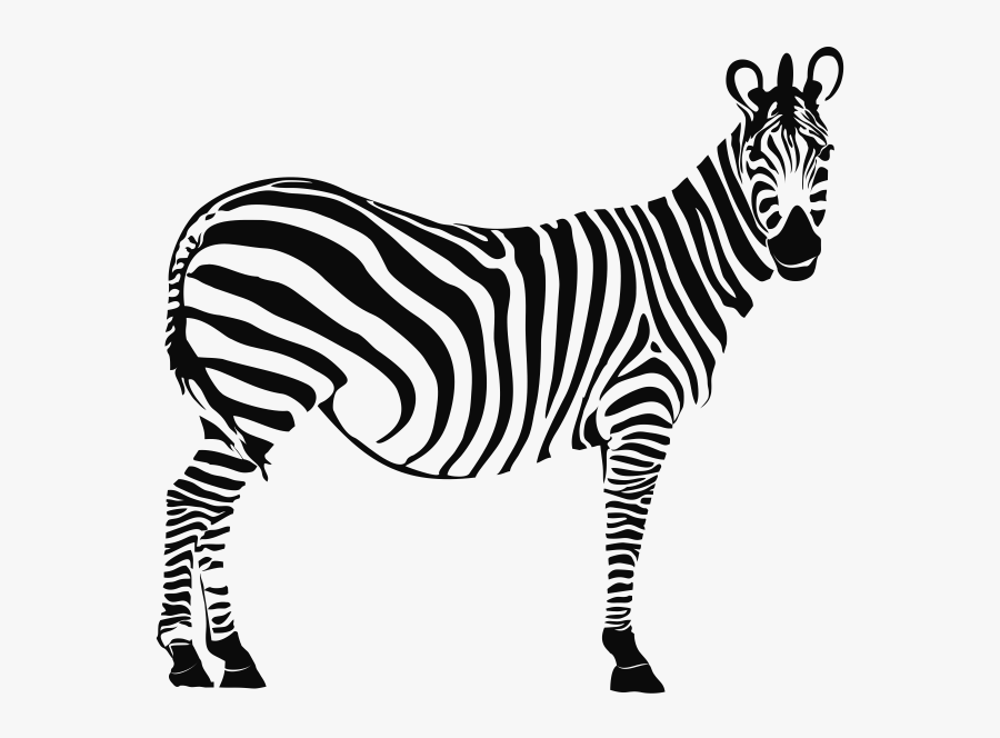 Drawn Zebra Zibra - Zebra Drawing, Transparent Clipart
