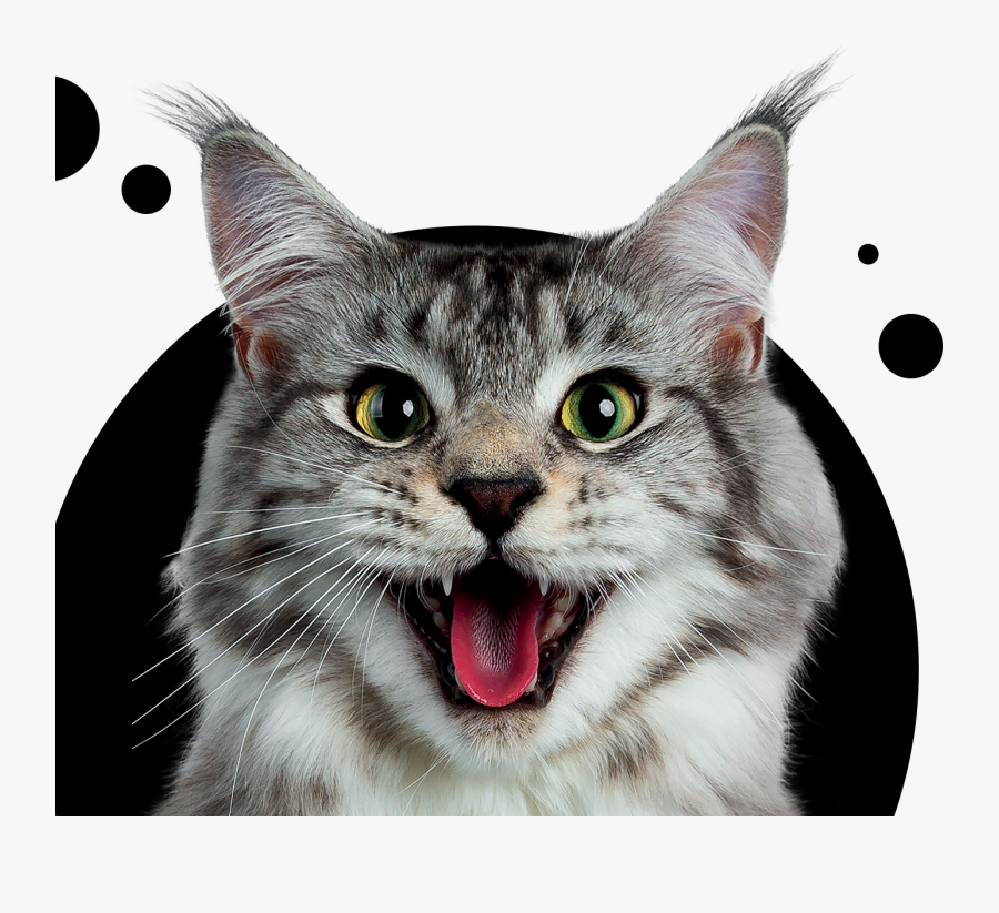 Flea Treatment For Dogs - Itch Flea Treatment, Transparent Clipart