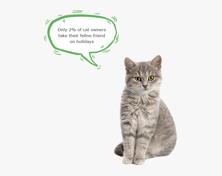 Only 2% Of Cat Owners Take Their Feline Friend On Holidays - Warm Blooded Animals List, Transparent Clipart