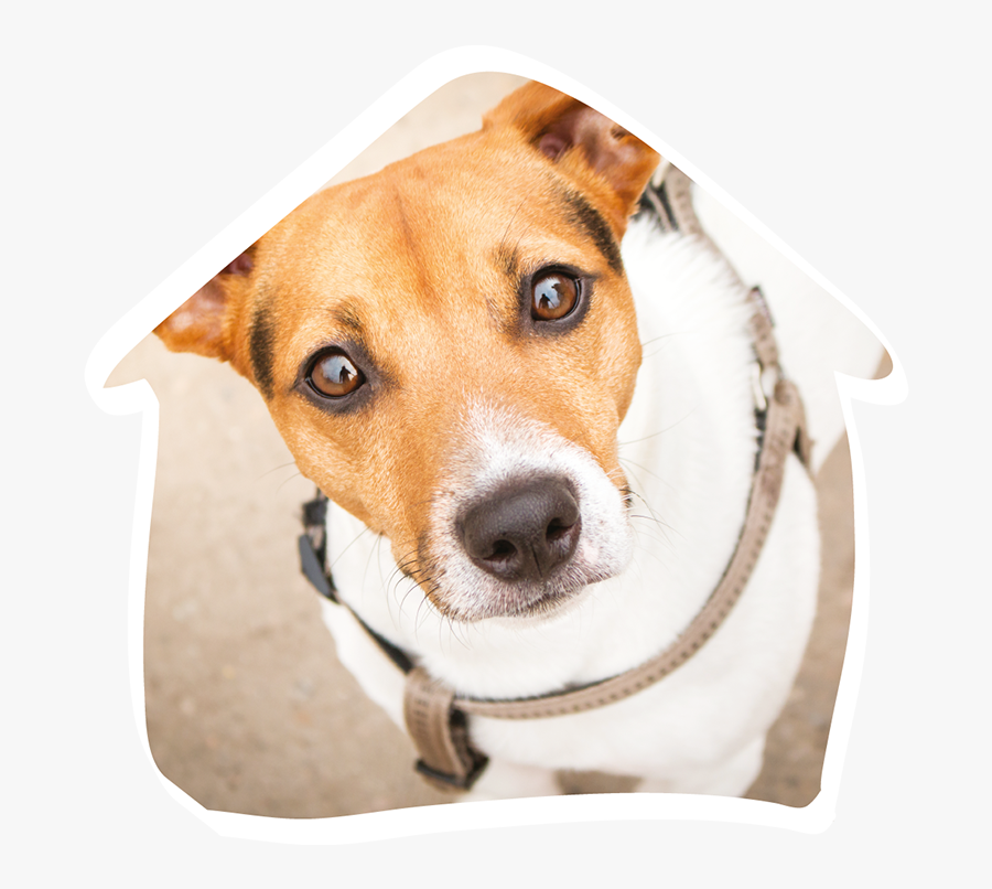 Jack Russell Terrier Eyes, Transparent Clipart