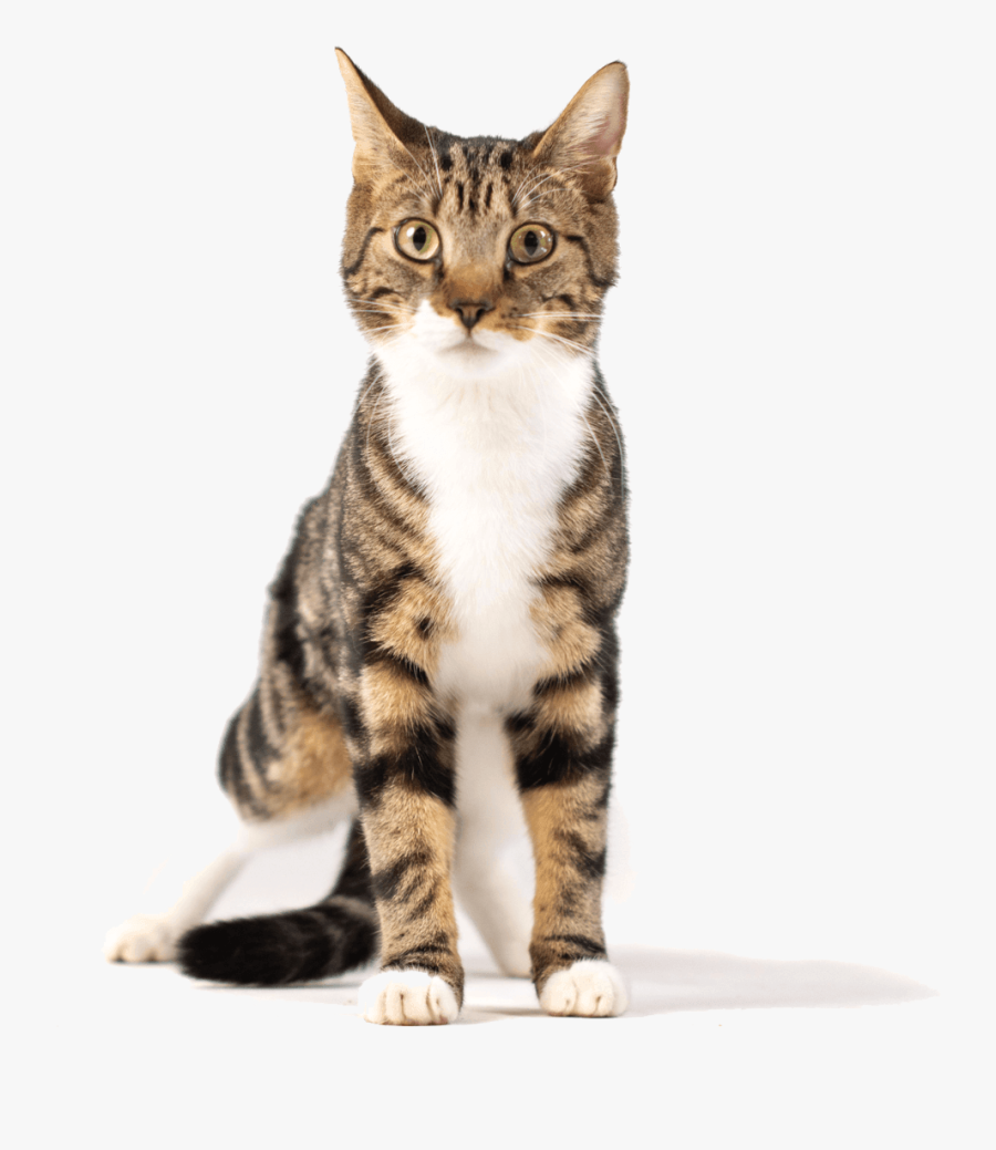 Domestic Short-haired Cat, Transparent Clipart