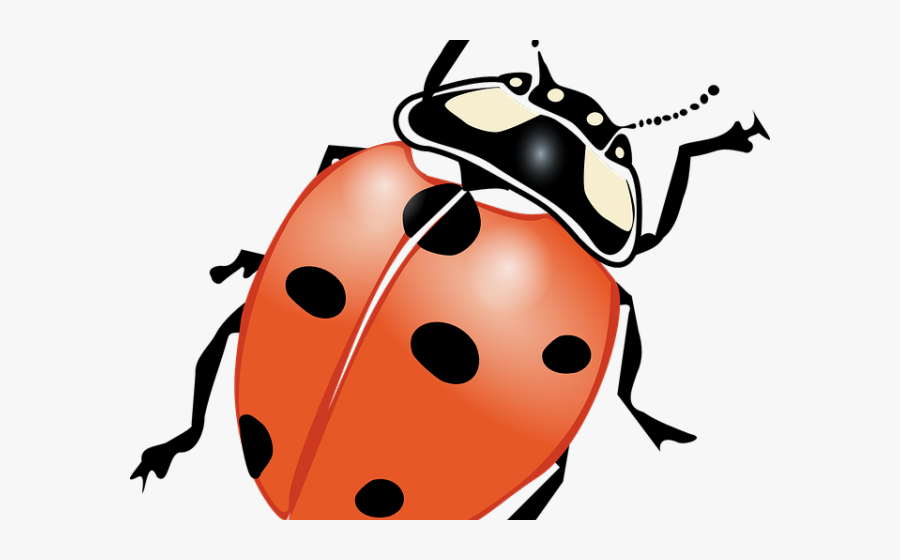 Ladybug Images Black And White - Outline Drawing Of Bug, Transparent Clipart