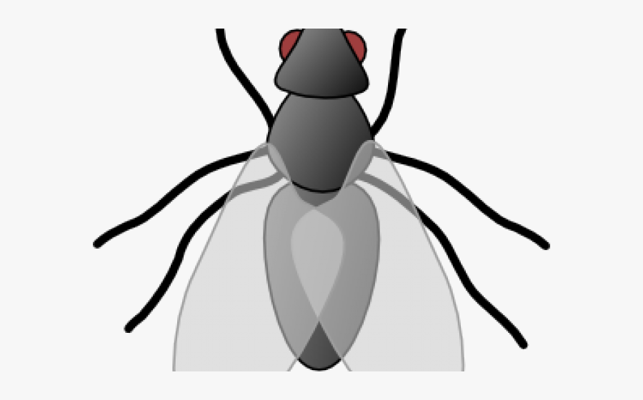 Fly Clip Art, Transparent Clipart