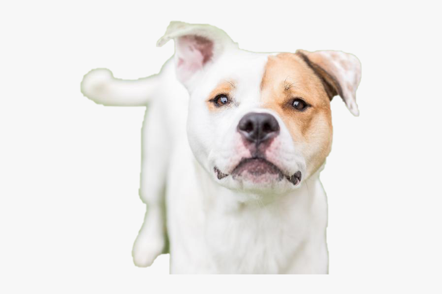 Dog Looking Png Hd - White Staffy Red Eye Patches, Transparent Clipart