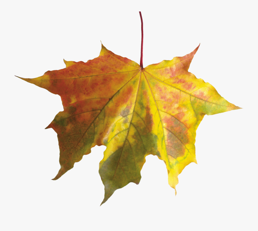 Clipart Of Fall Leaves, Transparent Clipart