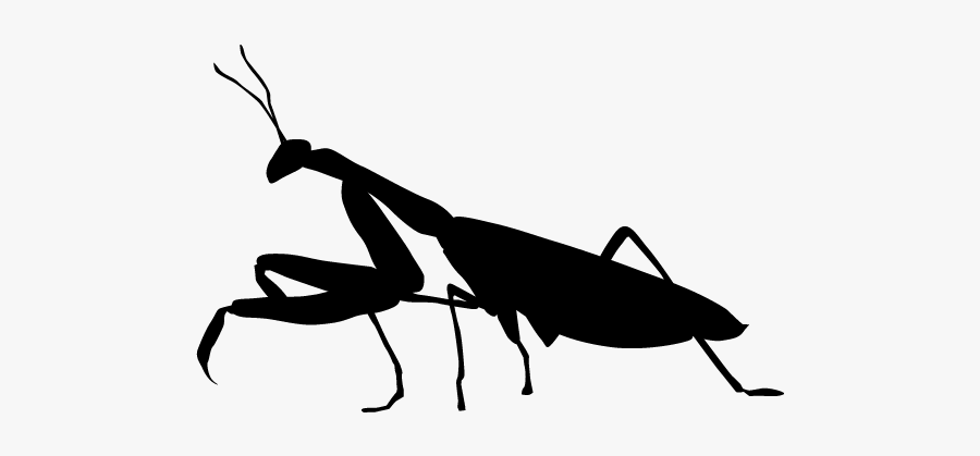 Grasshopper Clipart Silhouette - Clip Art, Transparent Clipart