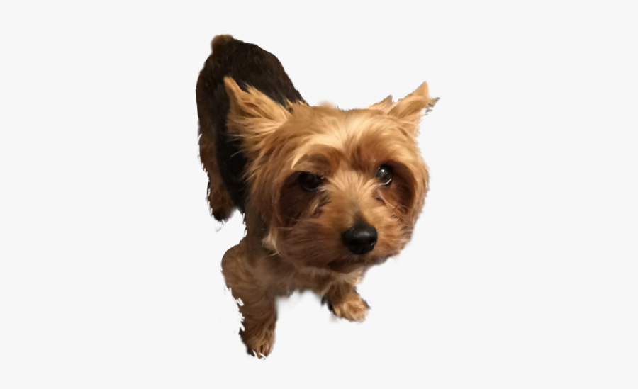 Australian Terrier, Transparent Clipart