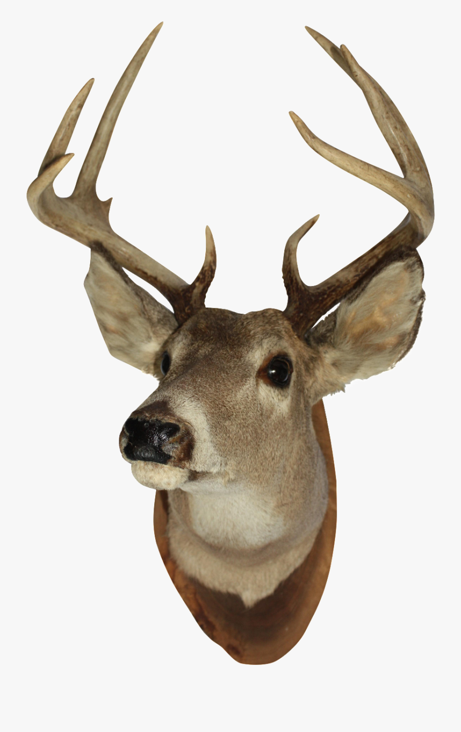 Mounted Deer Head Png, Transparent Clipart