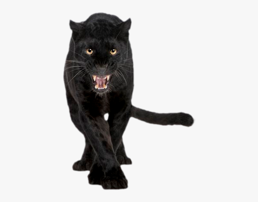 Ladymc Panther Wild Animal Freetoedit - Black Leopard, Transparent Clipart