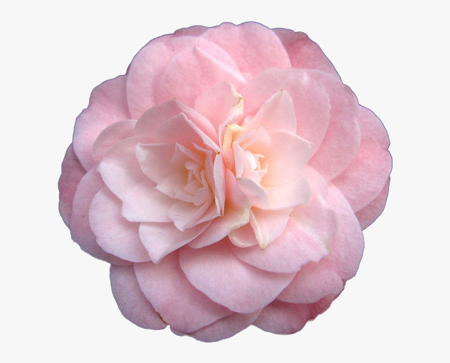 Japanese Camellia Pink Flowers Rose - Camellia Transparent, Transparent Clipart