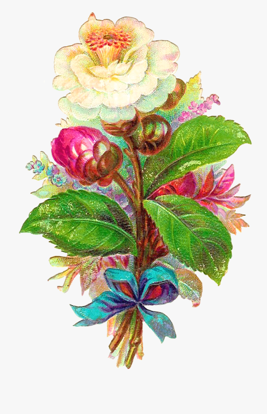 Japanese Camellia, Transparent Clipart