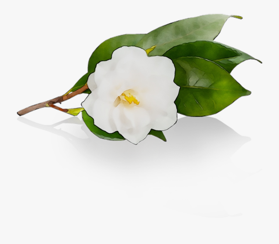 Camellia Free Photo Png Clipart - Transparent White Camellia, Transparent Clipart