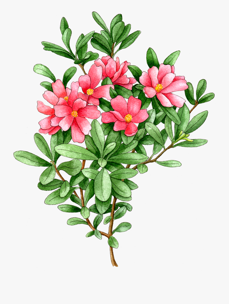 Clip Art Azalea Camellia Nursery Illustration - Desert Rose, Transparent Clipart