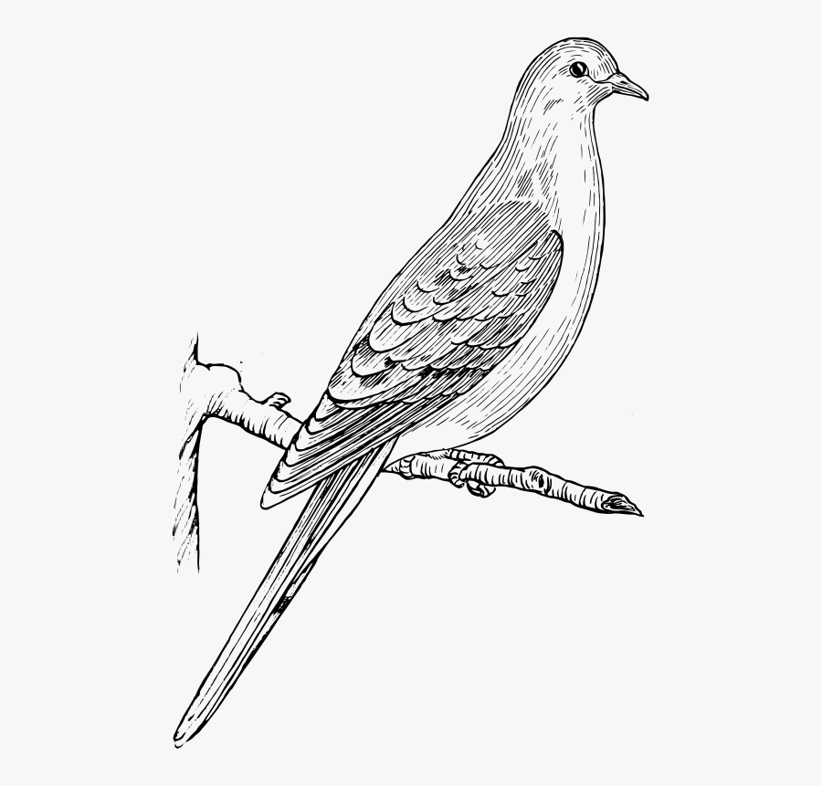 Transparent Dove Clipart Black And White - Dove Drawing, Transparent Clipart