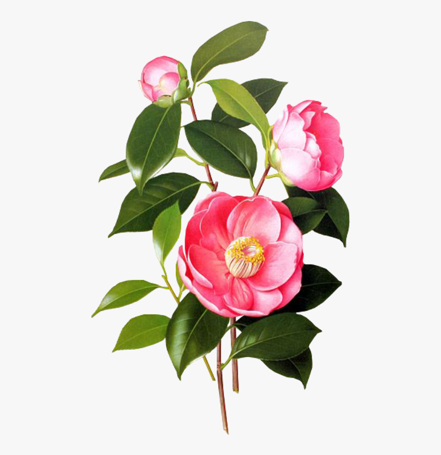 #flower #pink #spring #png #overlay #free #kpopedit - Blossom Jeju 2 Step Petal Mask, Transparent Clipart