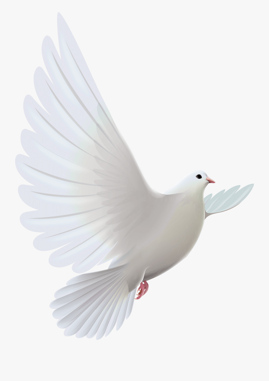 White Dove Transparent Png Clipart - Transparent White Dove Png , Free Transparent Clipart