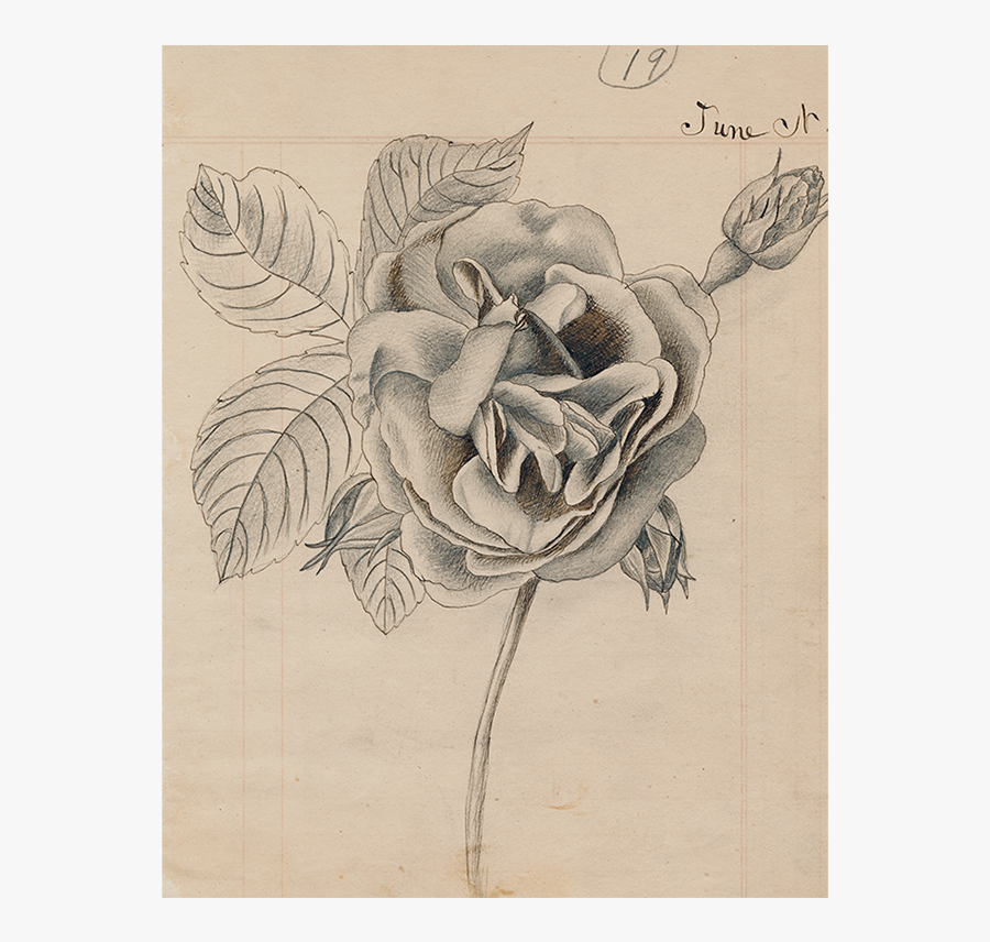 Ranunculus Drawing Camellia Flower - Hybrid Tea Rose, Transparent Clipart