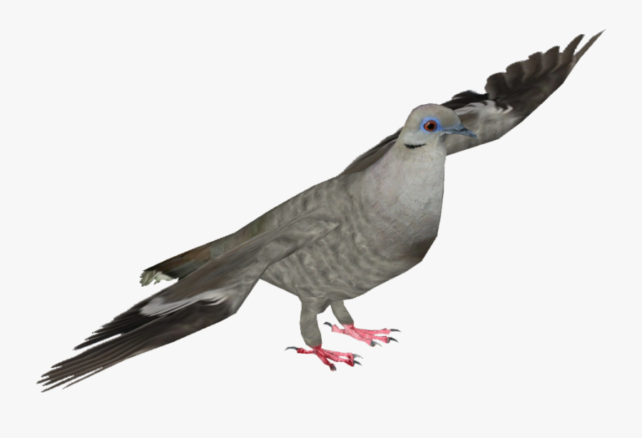 Stock Dove - Pigeons And Doves, Transparent Clipart