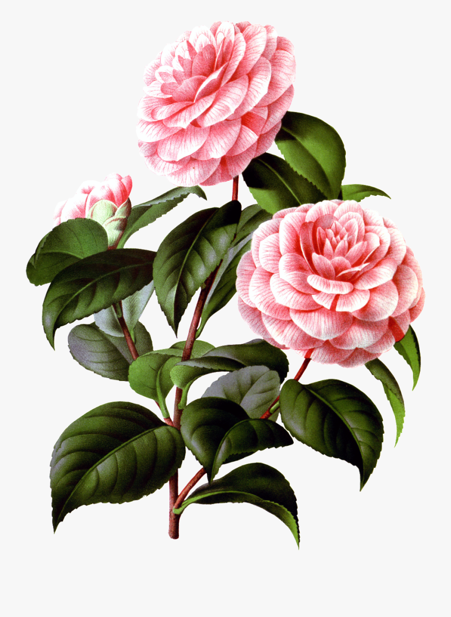 Hand Painted Realistic Camellia Flower Branches Flowers - Japanese Camellia, Transparent Clipart